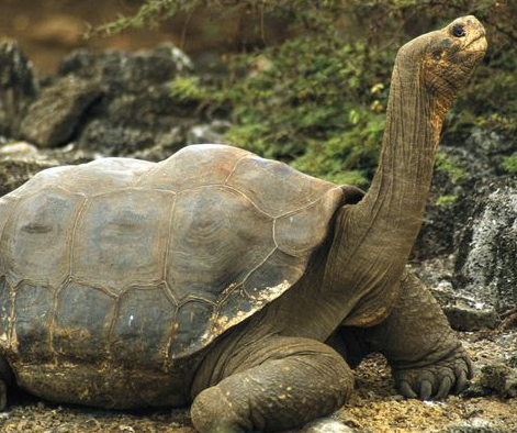 加拉帕戈斯巨龟的重生