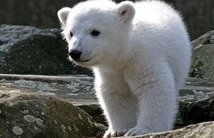 备受呵护的小北极熊