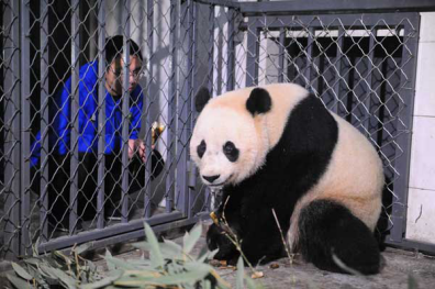 旅美熊猫“宝宝”返乡