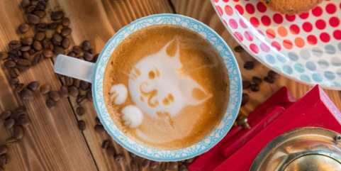 猫咪咖啡馆：一个充满爱的地方