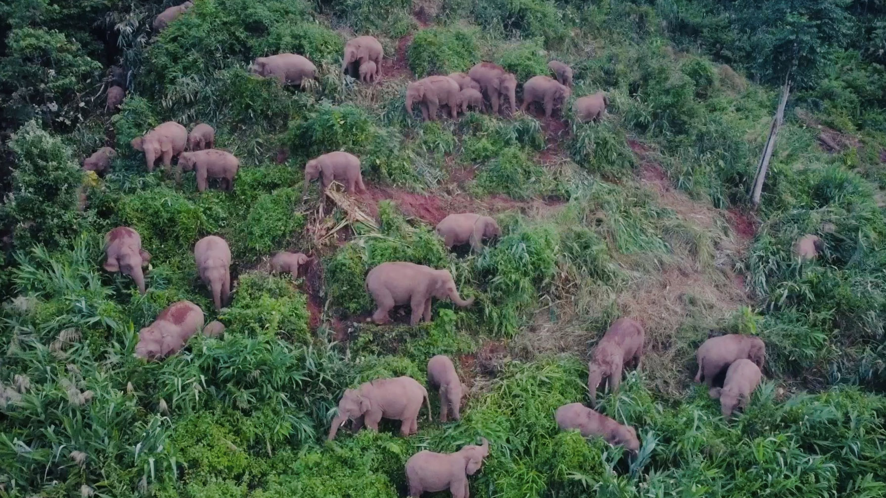 中国加大保护力度 帮助亚洲象种群数量增加