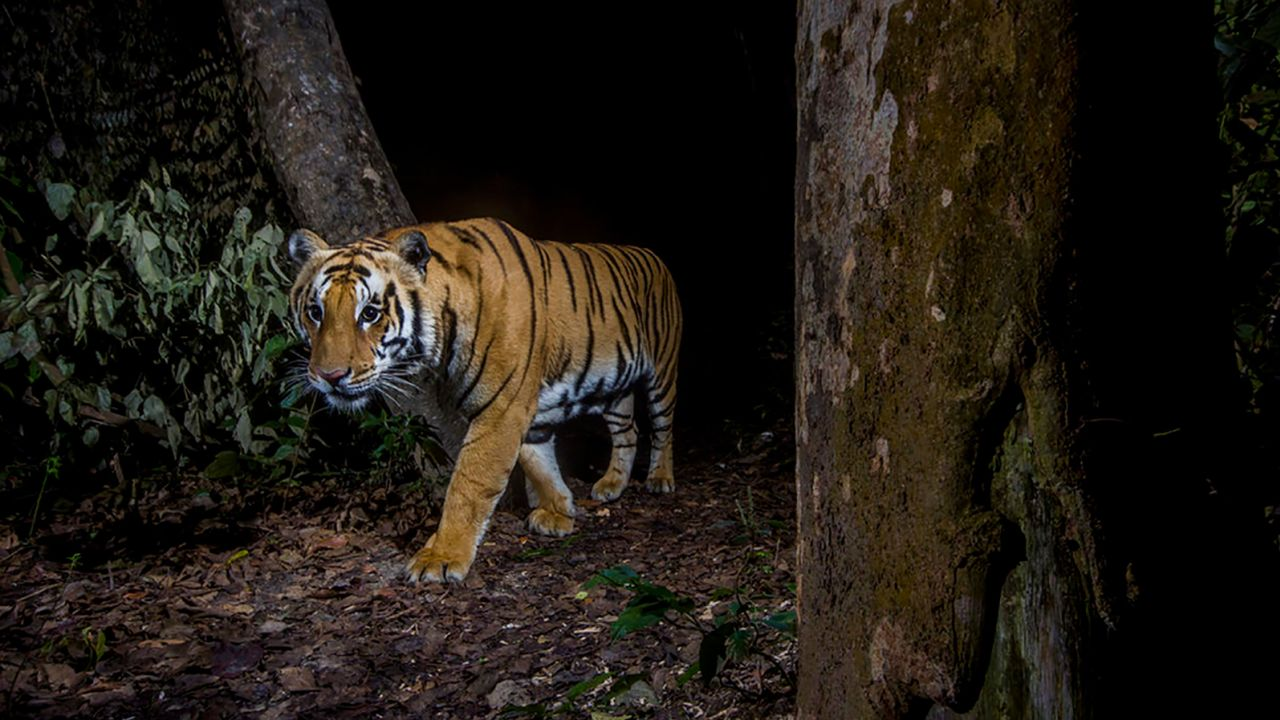 尼泊尔保护工作成效显著 近十年野生虎数量翻两倍