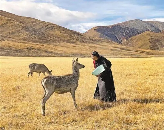 藏族母子接力守护马鹿 高原精灵有了“家”
