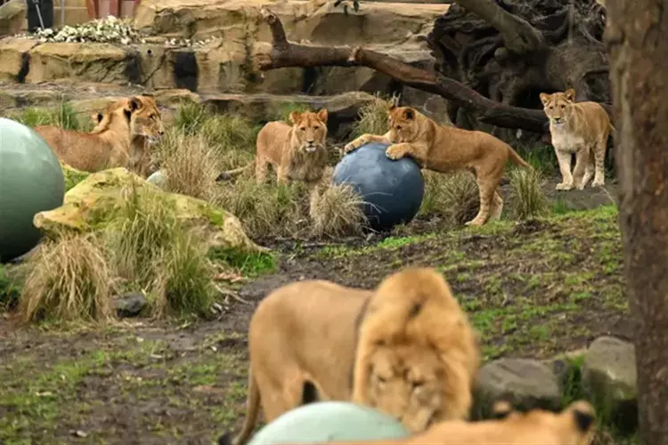 悉尼一动物园5头狮子离家出走“未遂”