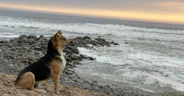 秘鲁版忠犬八公：狗狗每天深情凝望大海 等待去世主人归来