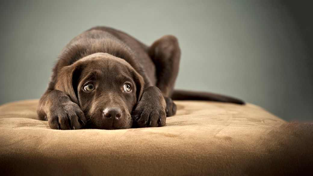 狗有焦虑情绪，该如何缓解？