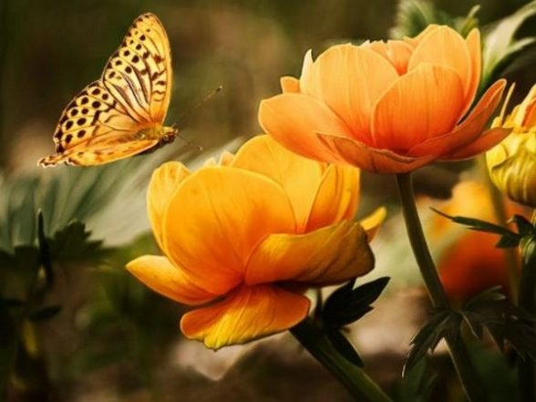 科学家模拟秋季变热的环境来研究蝴蝶