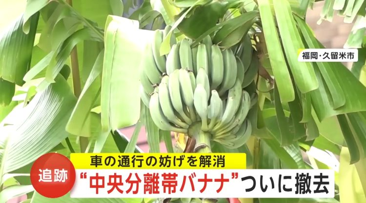 男子在马路中间种香蕉树两年，被要求移走