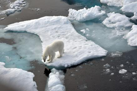 全球变暖趋势加剧 北极熊面临灭绝风险