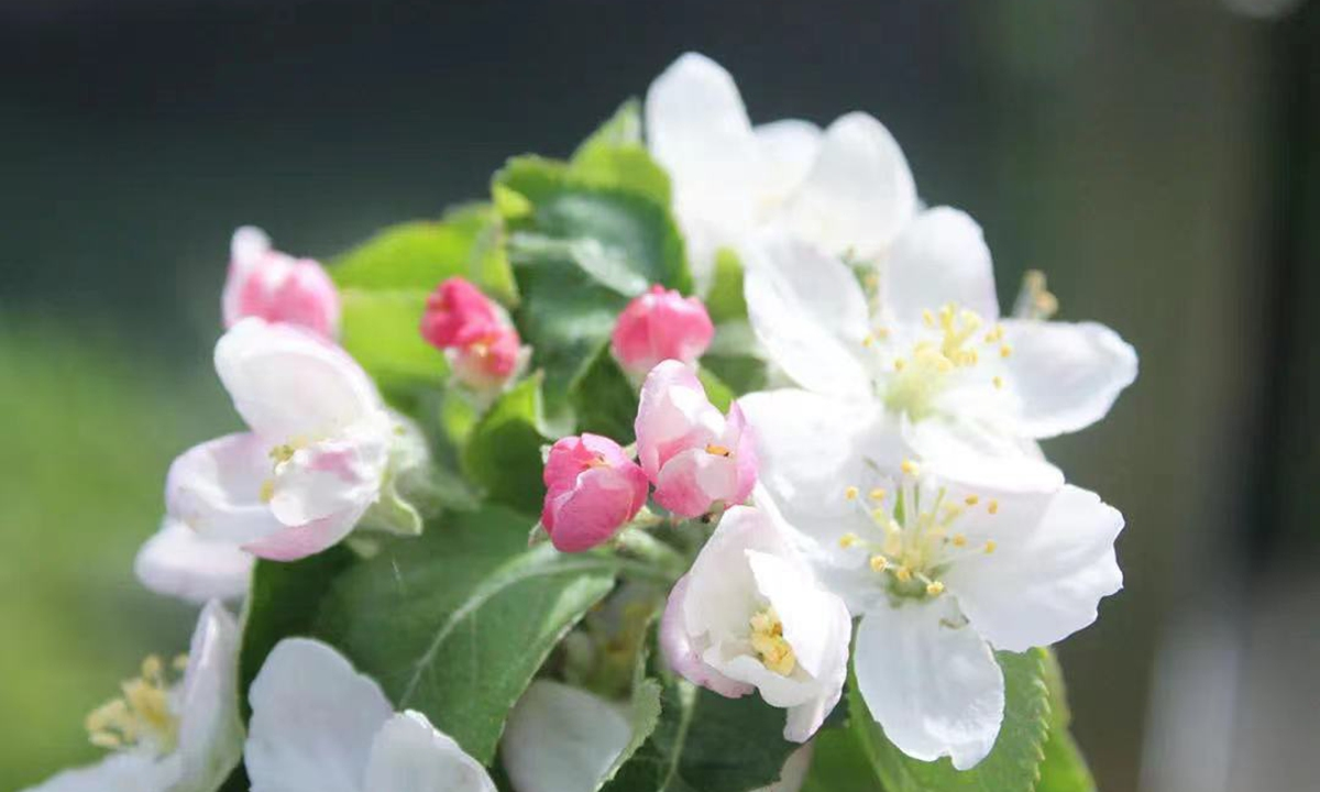 惊喜！正宗“牛顿苹果树”首次在上海室外开花！