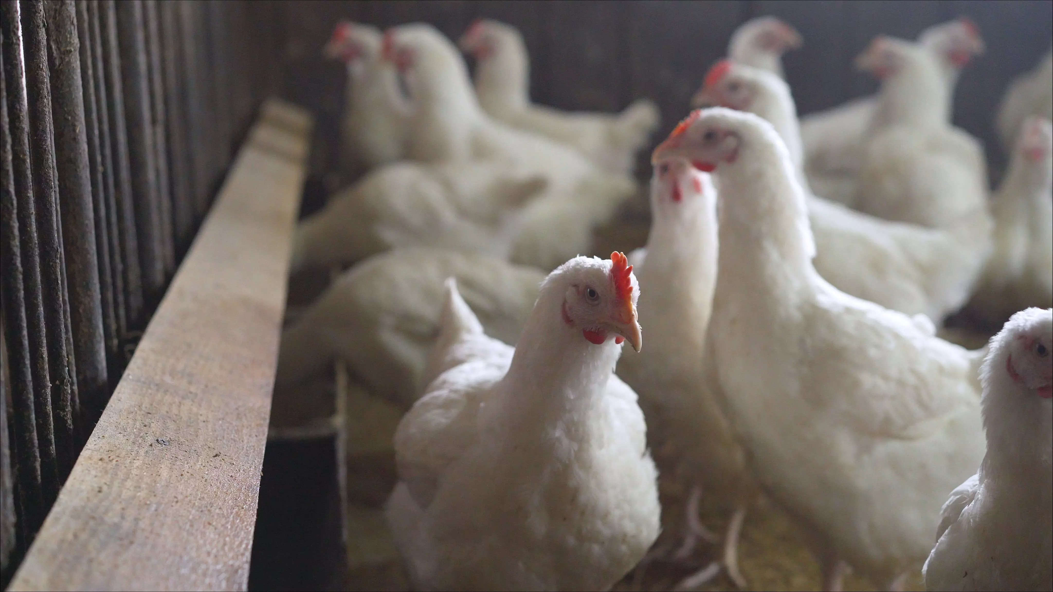 巴西发现野鸟禽流感病例 宣布进入动物卫生紧急状态