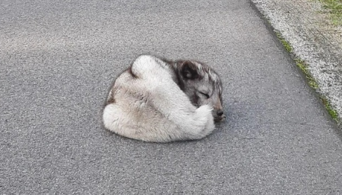 “越狱”北极狐休息时被路人发现 警察赶来带其回动物园