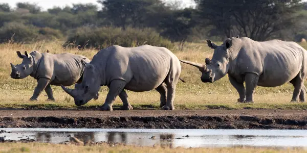 白犀牛被重新引入刚果民主共和国国家公园