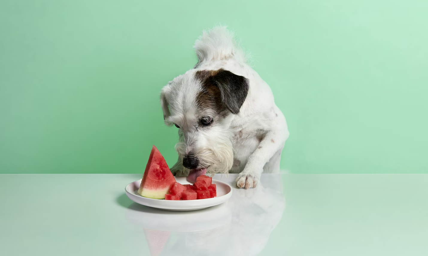 夏天到了，狗狗能吃西瓜吗？