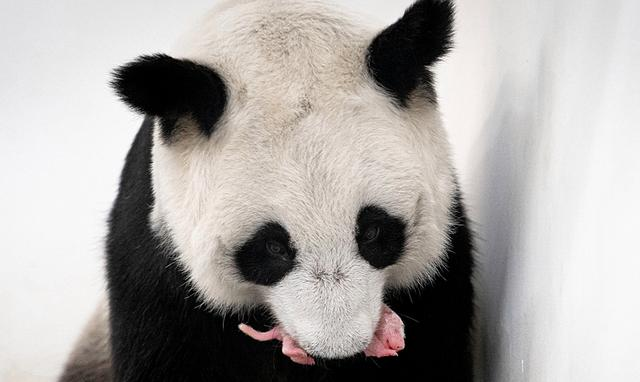 俄罗斯历史上第一只大熊猫，出生了！