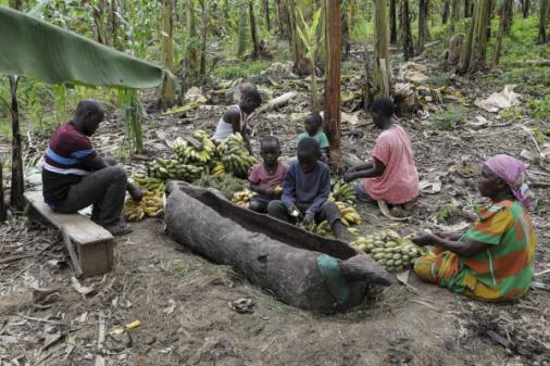 乌干达一传统含酒精香蕉饮料正面临威胁