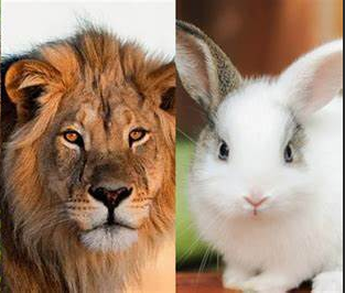 兔子与狮子的智慧较量，谁是最后赢家？