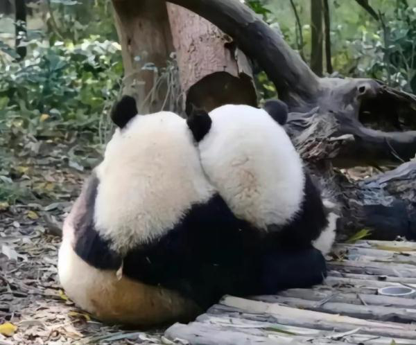 大熊猫“和叶”是女宝 /中国和新加坡互免签证/春运大幕1月26日正式开启