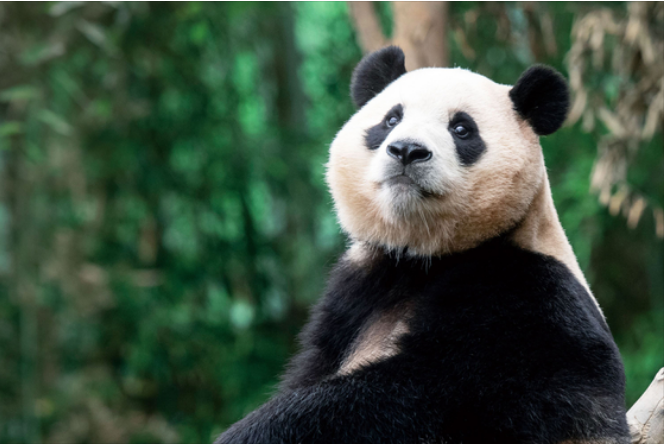 归乡倒计时：旅韩大熊猫“福宝”将于4月3日启程回国！