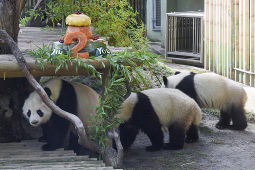 旅西大熊猫“冰星”“花嘴巴”携幼崽回家