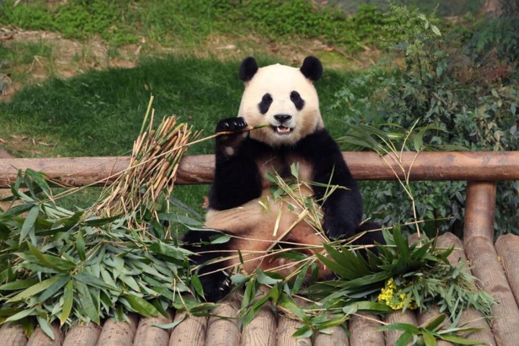 顶流即将回国！韩国民众排队告别大熊猫“福宝”