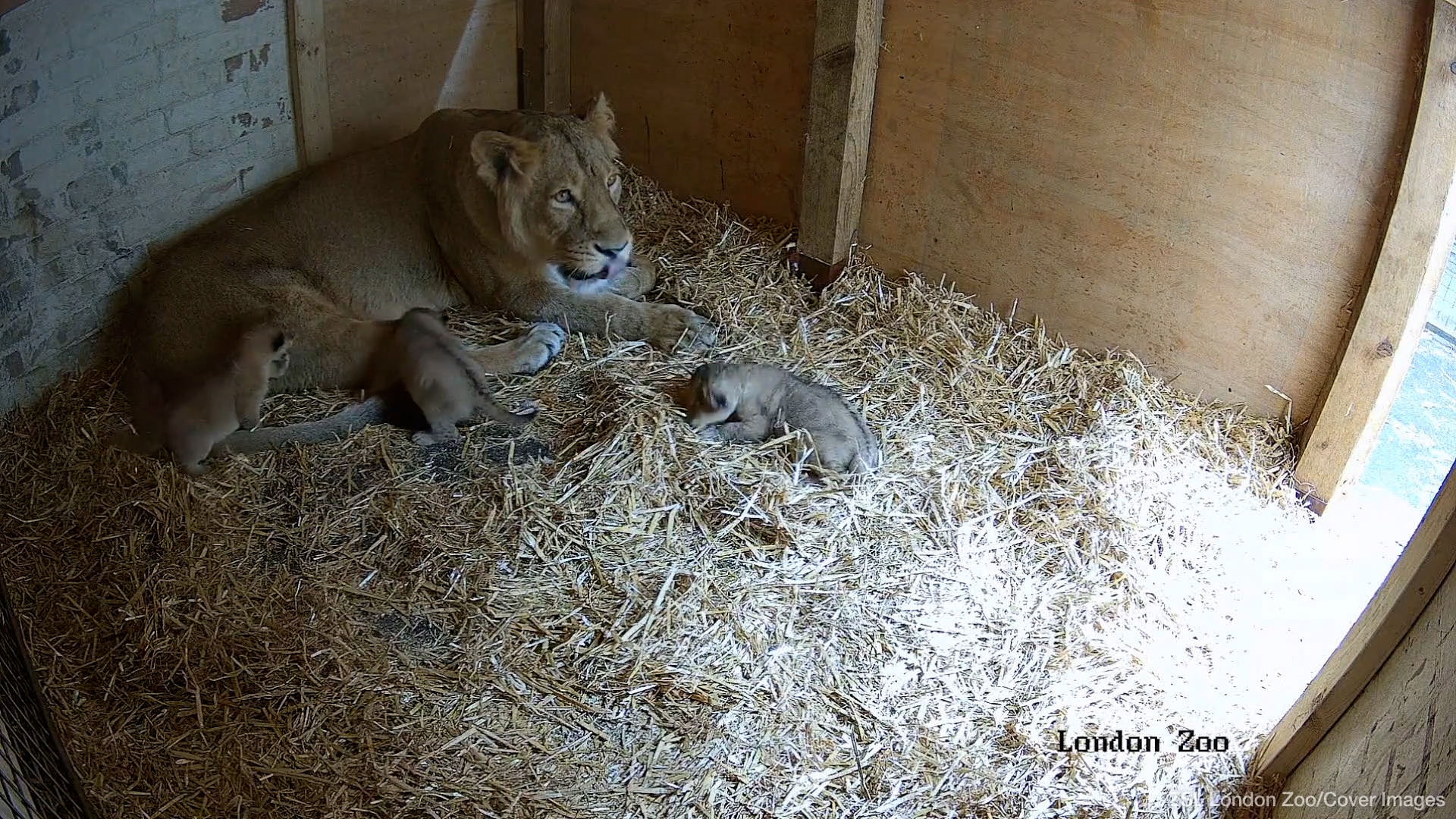 伦敦动物园喜迎珍稀宝宝：三只亚洲狮幼崽萌动英伦