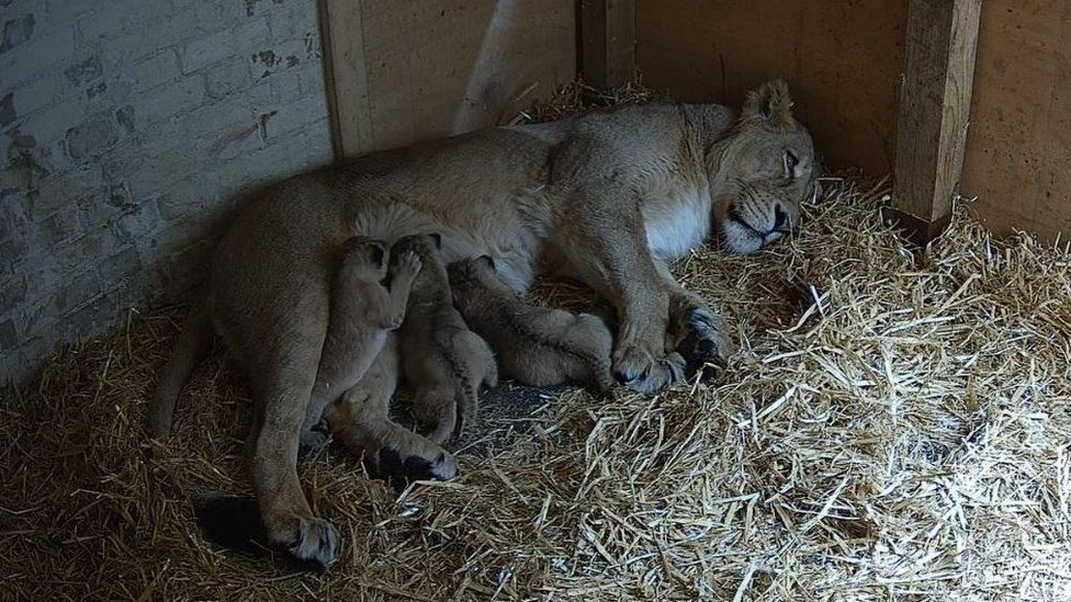 濒危生命的希望：伦敦动物园三只亚洲狮幼崽诞生