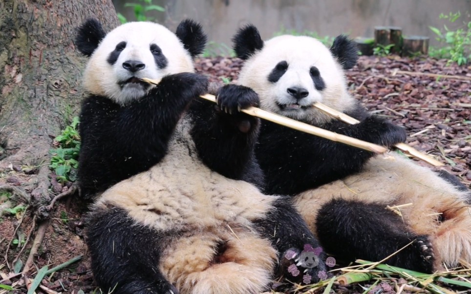 大熊猫“金喜”和“茱萸”开启海外旅居生活